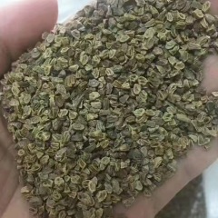 Melampodium divaricatum seeds 1kg