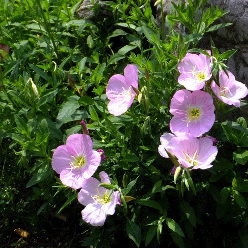evening primrose seeds 1KG