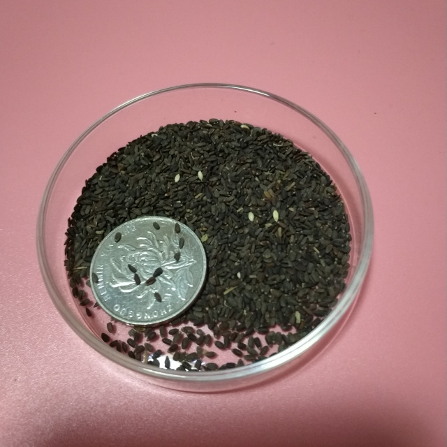 Hyssopus officinalis seeds 1KG