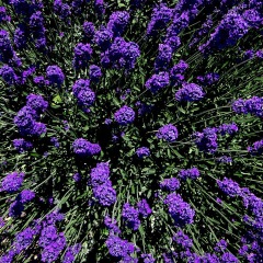 lavender seeds 1KG