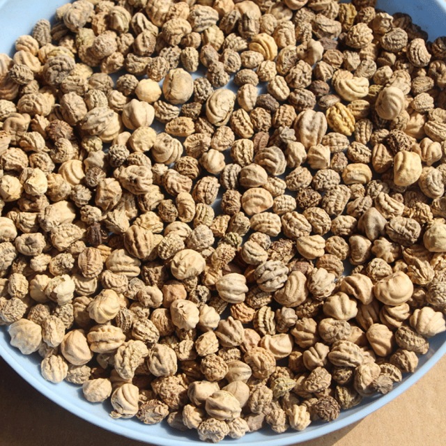 Tropaeolum majus seeds 1kg