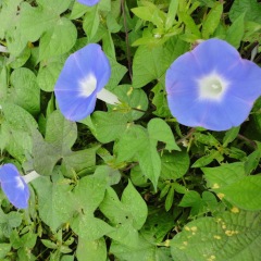 morning glory seeds 1KG