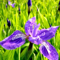 Iris tectorum seeds 1KG