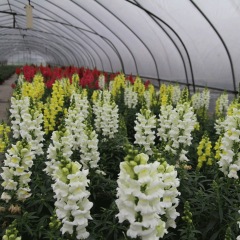 Antirrhinum majus seeds 1kg