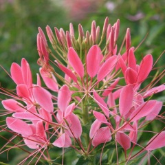 Cleome spinosa seeds 1KG