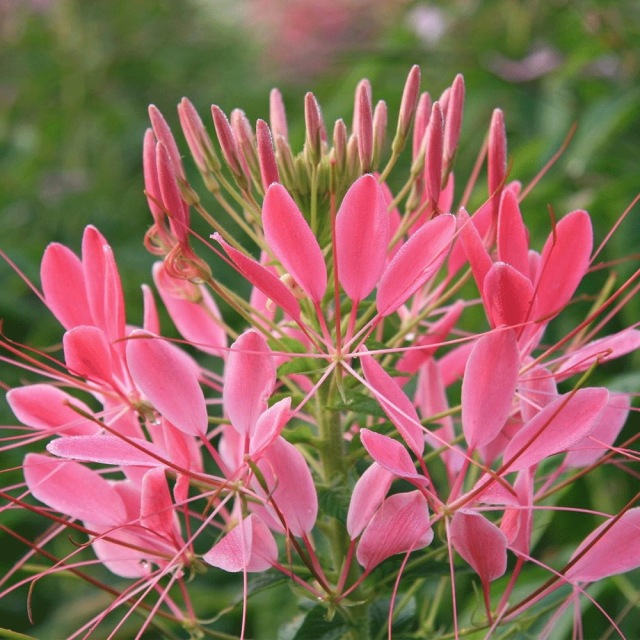 Cleome spinosa seeds 1KG