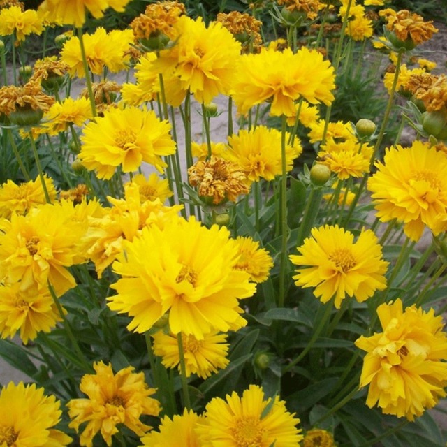 Dwarf Coreopsis grandiflora seeds 1kg
