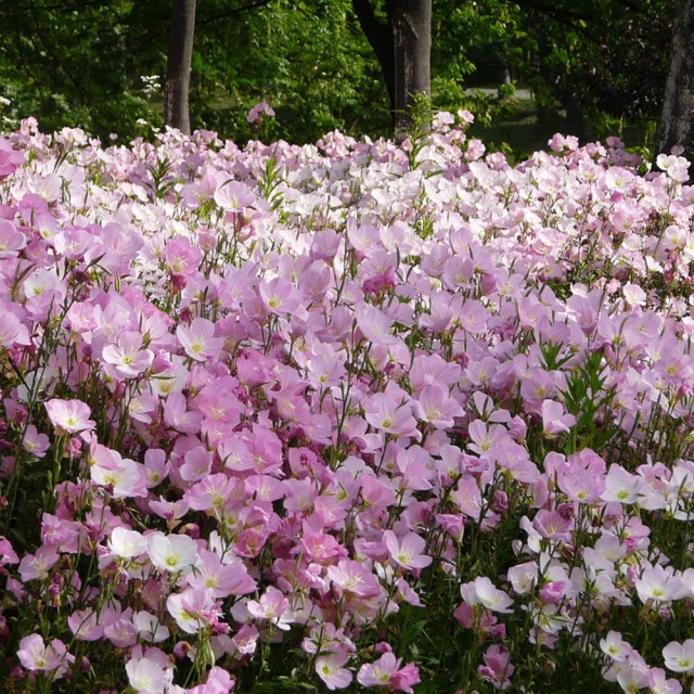 evening primrose seeds 1KG