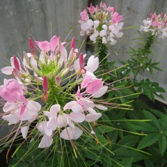 Cleome spinosa seeds 1KG
