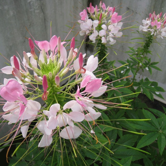 Cleome spinosa seeds 1KG
