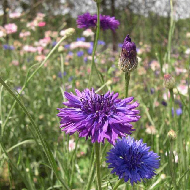 cornflower seeds 1kg