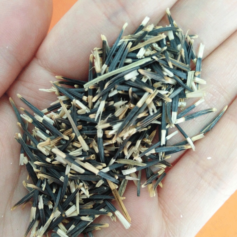 French marigold seeds 1KG