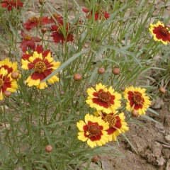 Sanvitalia procumbens seeds 1KG