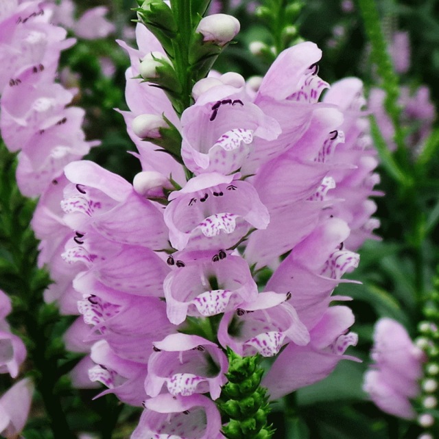 Physostegia virginiana seeds 1kg