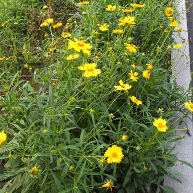 Tall Coreopsis basalis seeds 1kg