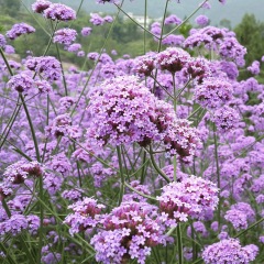 verbena seeds 1kg