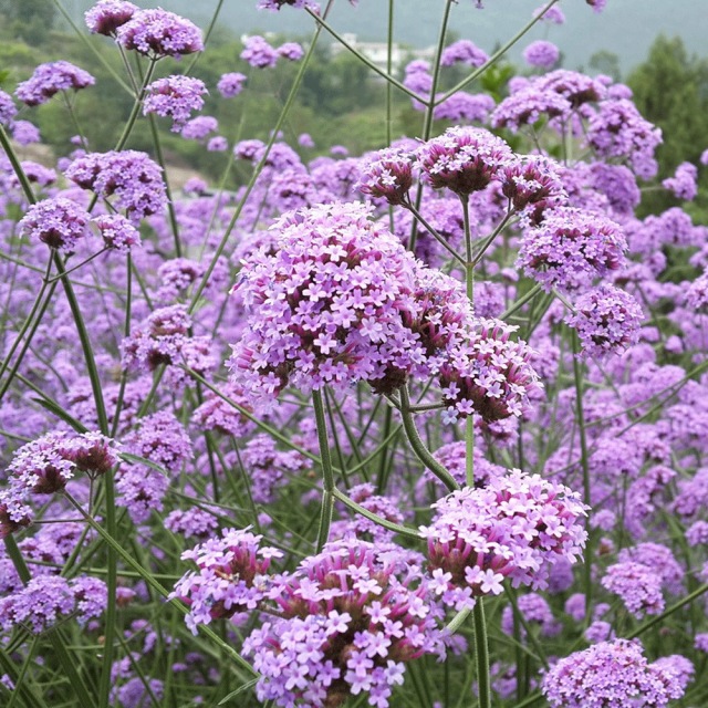 verbena seeds 1kg