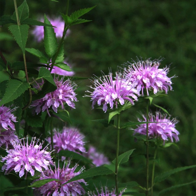 Monarda didyma seeds 1kg
