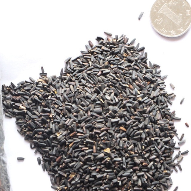 Heliopsis helianthoides seeds 1kg