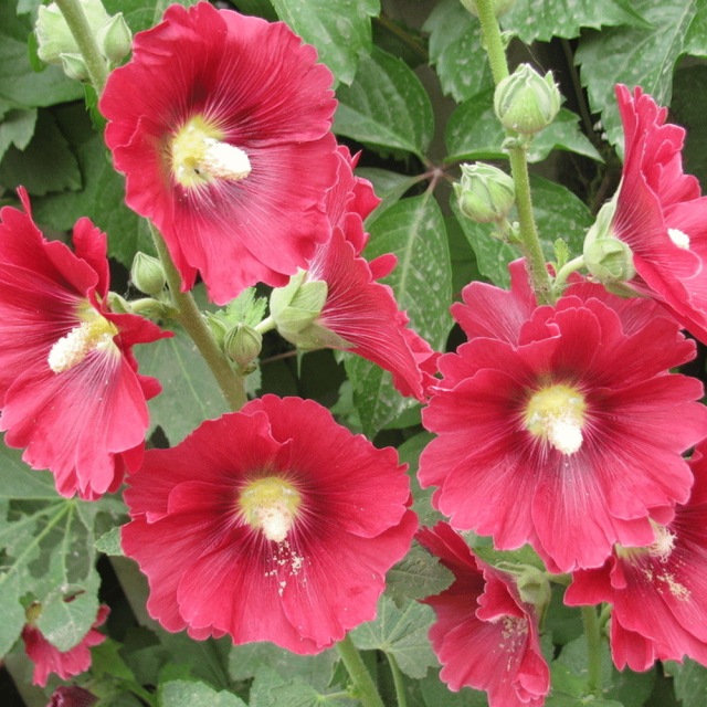 Hollyhock seeds 1kg
