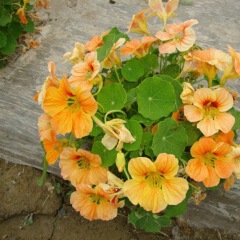 Tropaeolum majus seeds 1kg