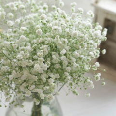 babysbreath seeds 1KG