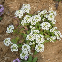 Lobularia maritima seeds/sweet alyssum seeds 1KG