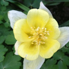 Aquilegia caerulea seeds 1KG