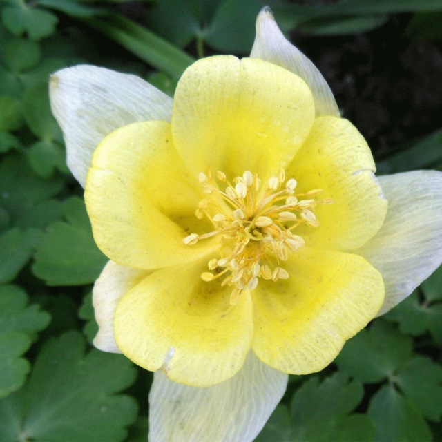 Aquilegia caerulea seeds 1KG