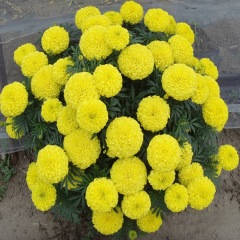 marigold seeds 1KG