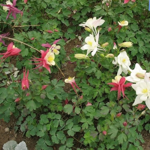 Aquilegia caerulea seeds 1KG