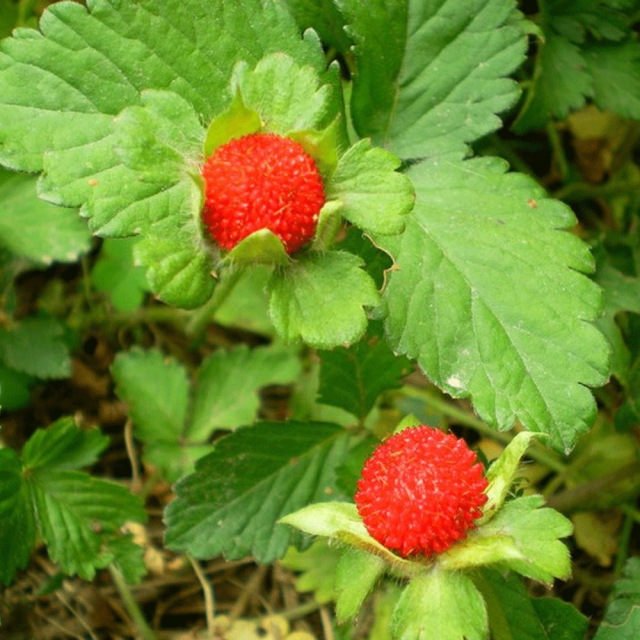 Duchesnea indica seeds 1kg