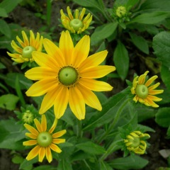 Rudbeckia hirta Gloriosa seeds 1kg