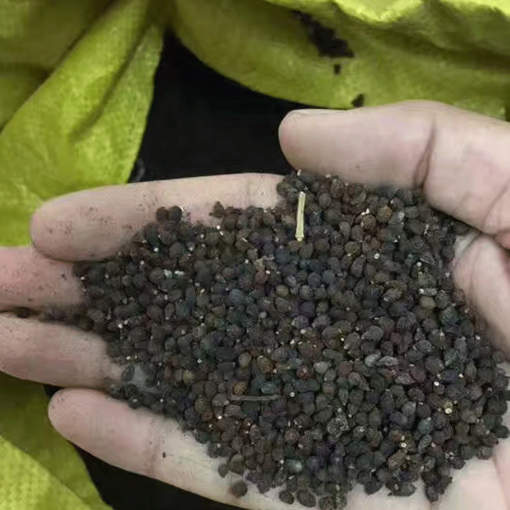 Iris tectorum seeds 1KG