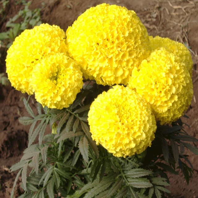 marigold seeds 1KG