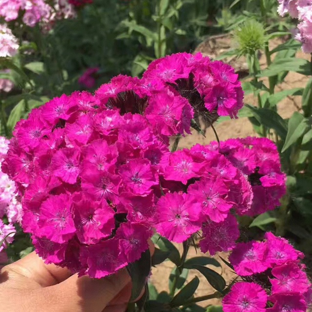 Dianthus barbatus seeds/sweet william seeds 1kg