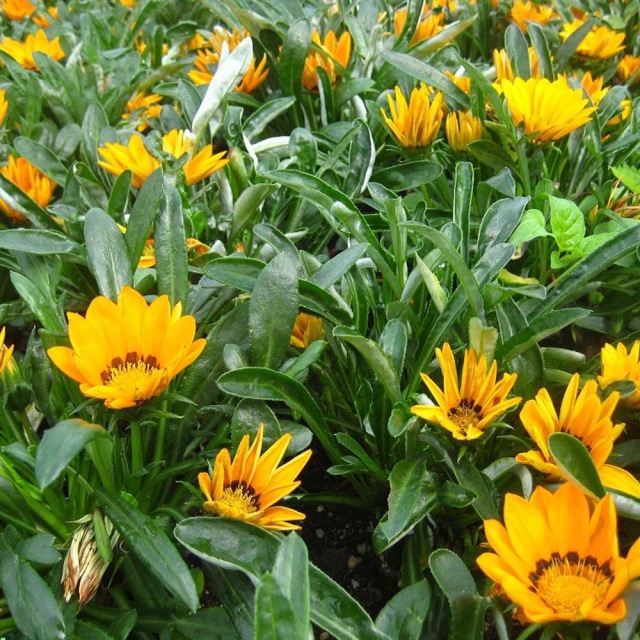 Gazania splendens seeds 1KG