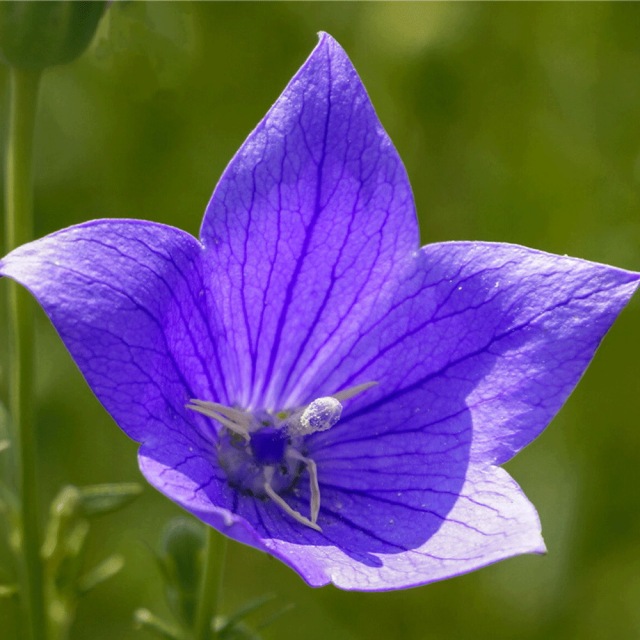 balloon flower seeds 1kg