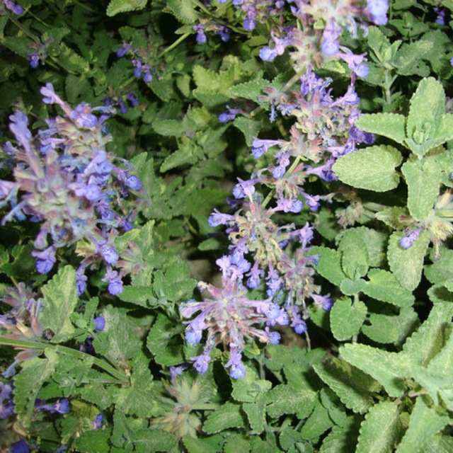 Nepeta angustifolia seeds 1kg