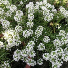 Lobularia maritima seeds/sweet alyssum seeds 1KG