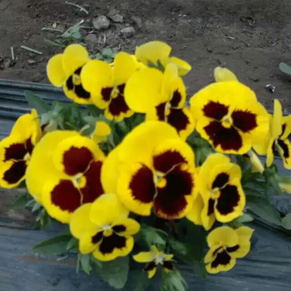 pansy seeds 1KG