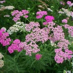 Alpine Yarrow Herb seeds 1kg