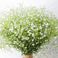 babysbreath seeds 1KG