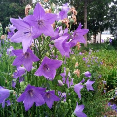 balloon flower seeds 1kg