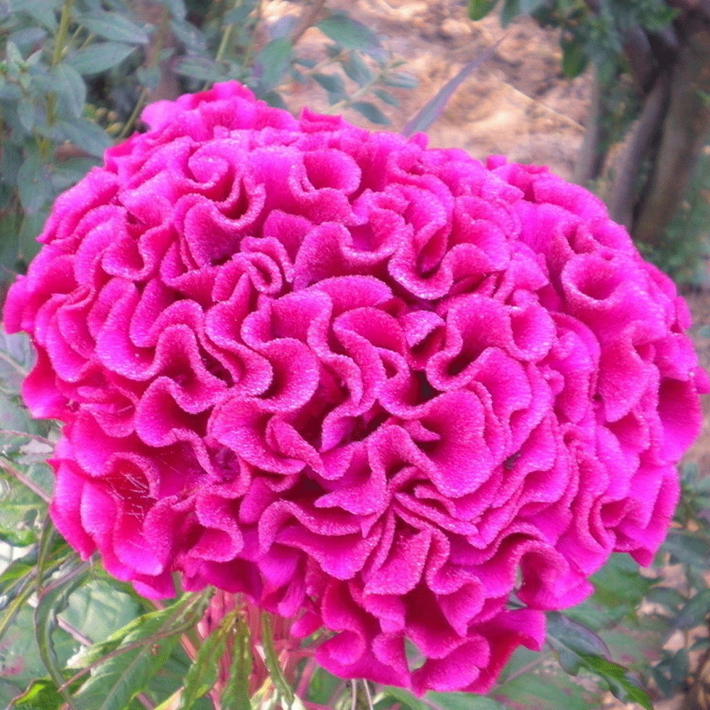 cockscomb seeds 1kg