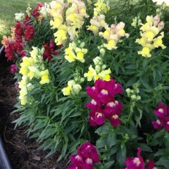 Antirrhinum majus seeds 1kg