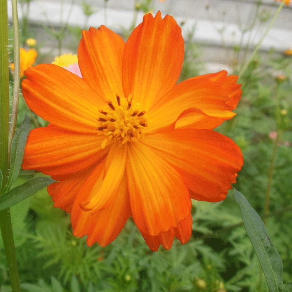 Dwarf Cosmos sulphureus seeds 1KG