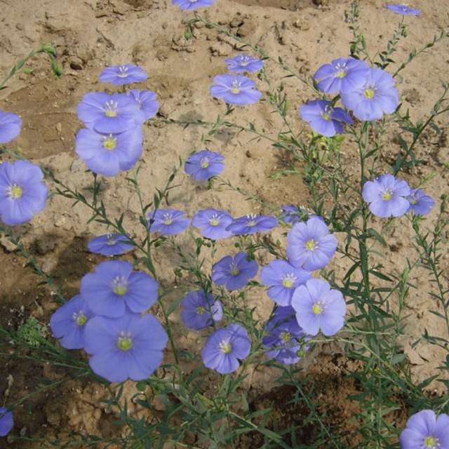 Linum perenne seeds 1KG