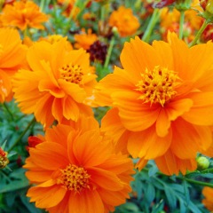 Dwarf Cosmos sulphureus seeds 1KG
