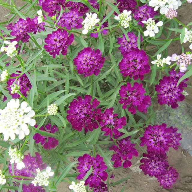 Iberis amara seeds 1KG